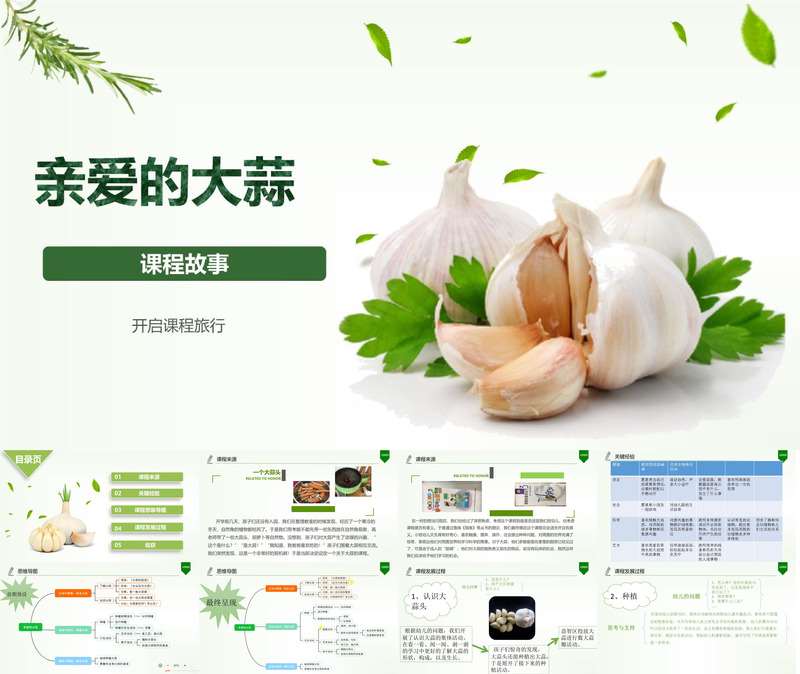 小班班本课程《亲爱的大蒜》26页