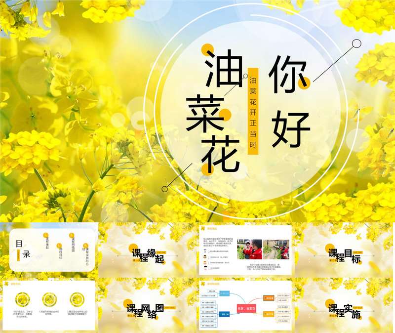 中班班本课程《你好，油菜花》28页