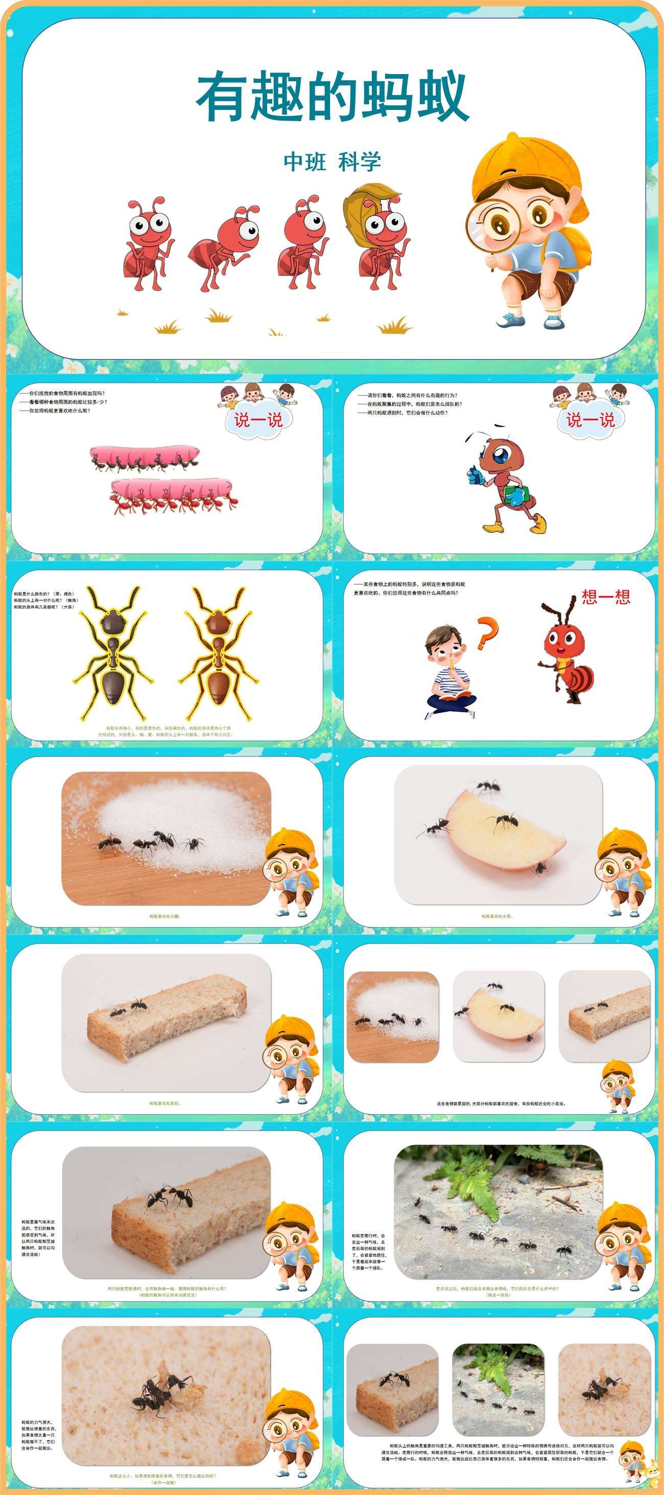 中班科学有趣的蚂蚁课件.jpg