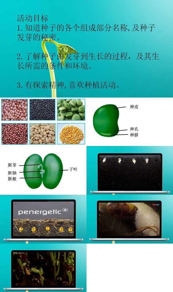 大班科学活动种子的秘密PPT课件.jpg