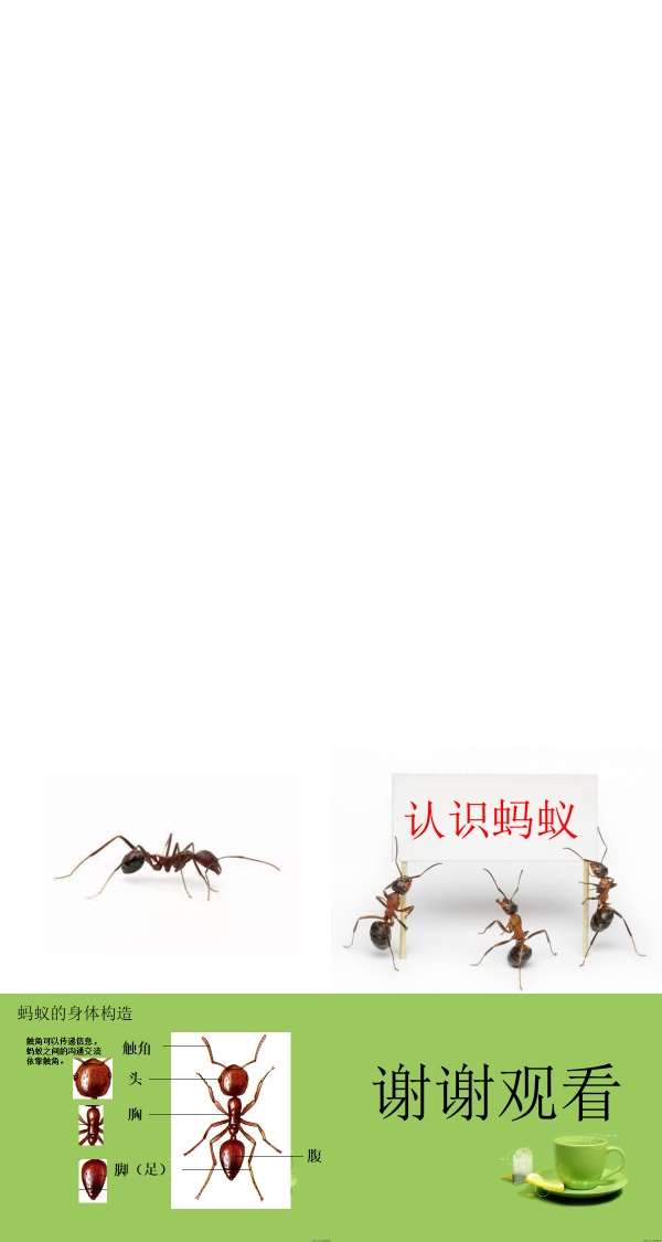 中班综合认识蚂蚁课件.jpg