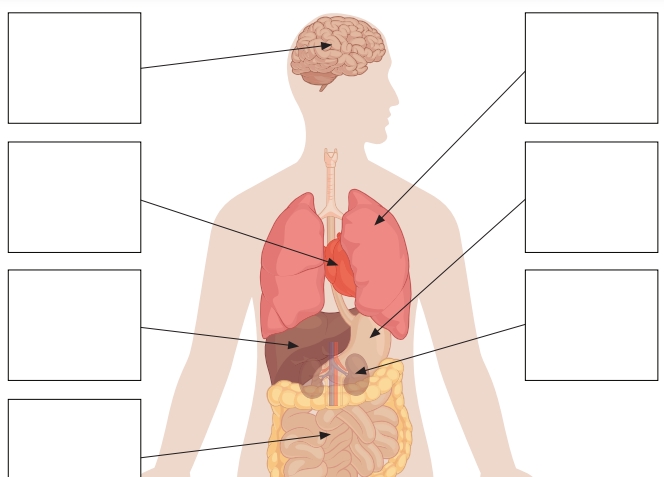 285页打包！身体及情绪认知，英语启蒙系列，安静书素材  亲子安静书游戏教材，电子版PDF可打印【超高质量】